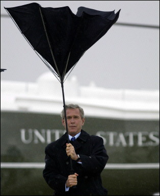 Image:Bushumbrella.jpg